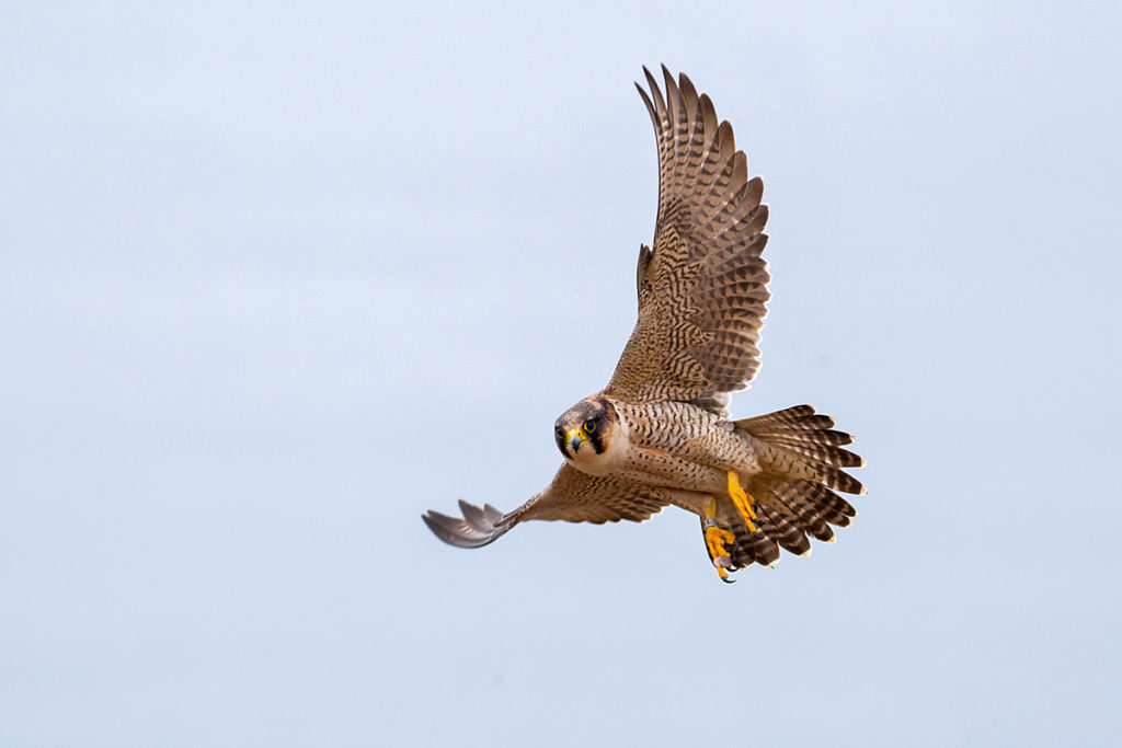Barbary Falcon; Falco pelegrinoides; Halcon tagarote; Wüstenfalke; birds; falconiformes; flight; flug; greifvögel; pröhl; raptors; vögel