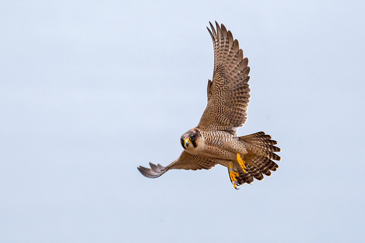 Barbary Falcon; Falco pelegrinoides; Halcon tagarote; Wüstenfalke; birds; falconiformes; flight; flug; greifvögel; pröhl; raptors; vögel