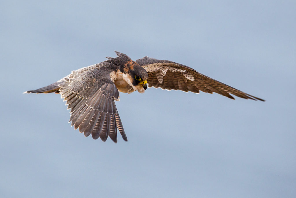 Barbary Falcon; Falco pelegrinoides; Halcon tagarote; Wüstenfalke; birds; falconiformes; flight; flug; greifvögel; pröhl; raptors; vögel