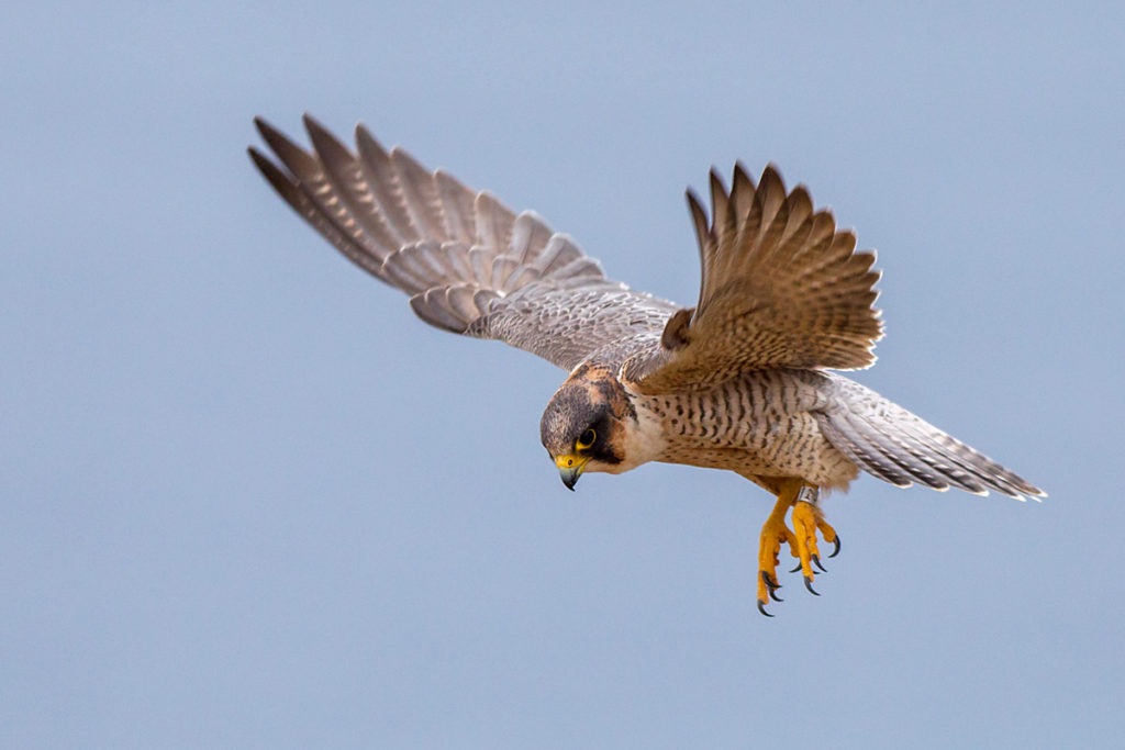 Barbary Falcon; Falco pelegrinoides; Halcon tagarote; Wüstenfalke; birds; falconiformes; flight; flug; greifvögel; pröhl; raptors; vögel