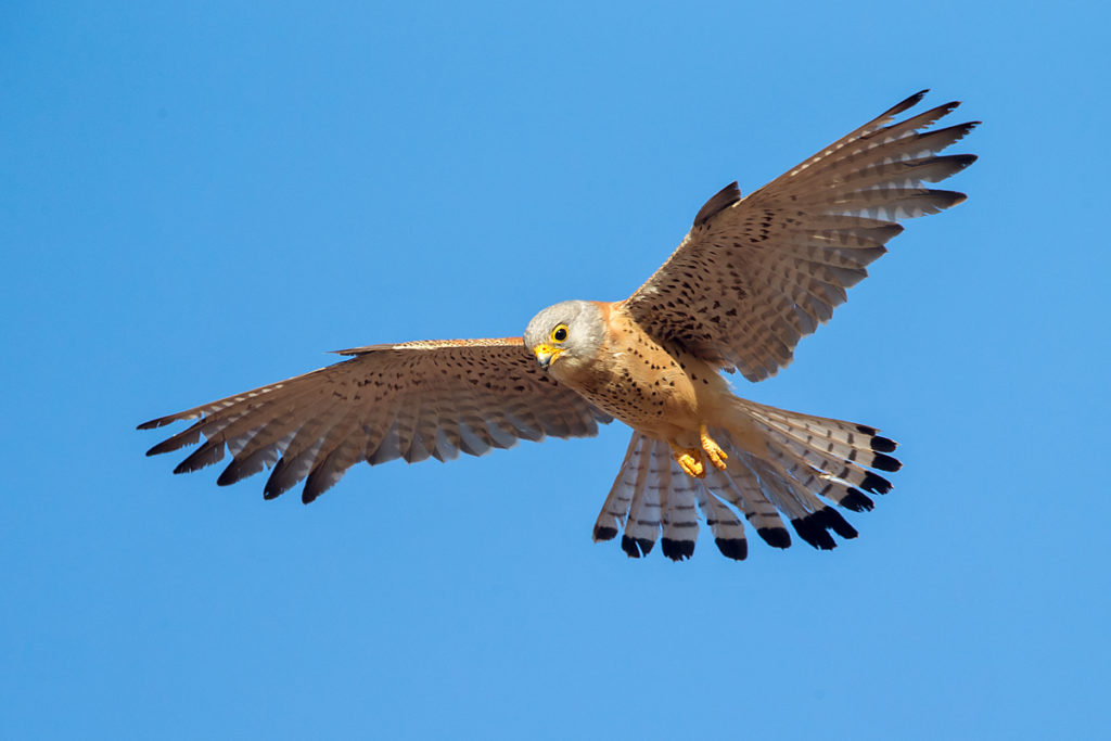 Falco naumanni; Lesser Kestrel; Rötelfalke; Spain; birds; falconiformes; flight; flug; greifvögel; immat.; immaturus; male; männchen; pröhl; raptors; spanien; vögel