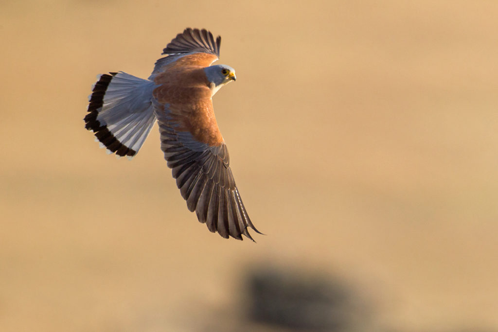 Falco naumanni; Lesser Kestrel; Rötelfalke; Spain; birds; falconiformes; flight; flug; greifvögel; hochforma; male; männchen; pröhl; raptors; spanien; vögel