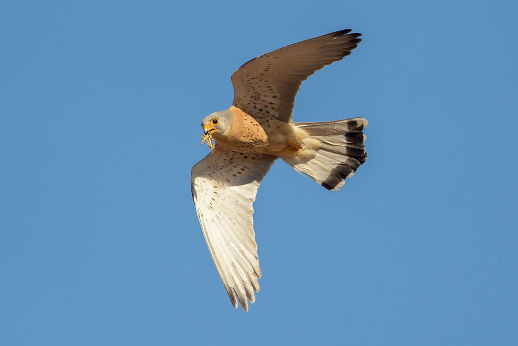 Falco naumanni; Lesser Kestrel; Rötelfalke; Spain; birds; falconiformes; flight; flug; greifvögel; male; männchen; pröhl; raptors; spanien; vögel