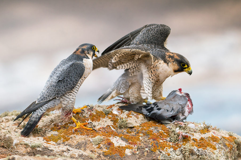 Barbary Falcon; Falco pelegrinoides; Halcon tagarote; Wüstenfalke; birds; falconiformes; greifvögel; pröhl; raptors; vögel