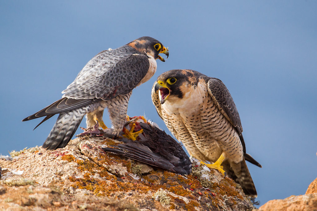 Barbary Falcon; Falco pelegrinoides; Halcon tagarote; Wüstenfalke; birds; falconiformes; greifvögel; pröhl; raptors; vögel