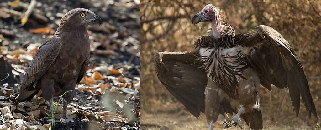 Brauner Schlangenadler; Brown Snake-Eagle; Circaetus cinereus; Einfarb-Schlangenadler; Ohrengeier; Torgos tracheliotus