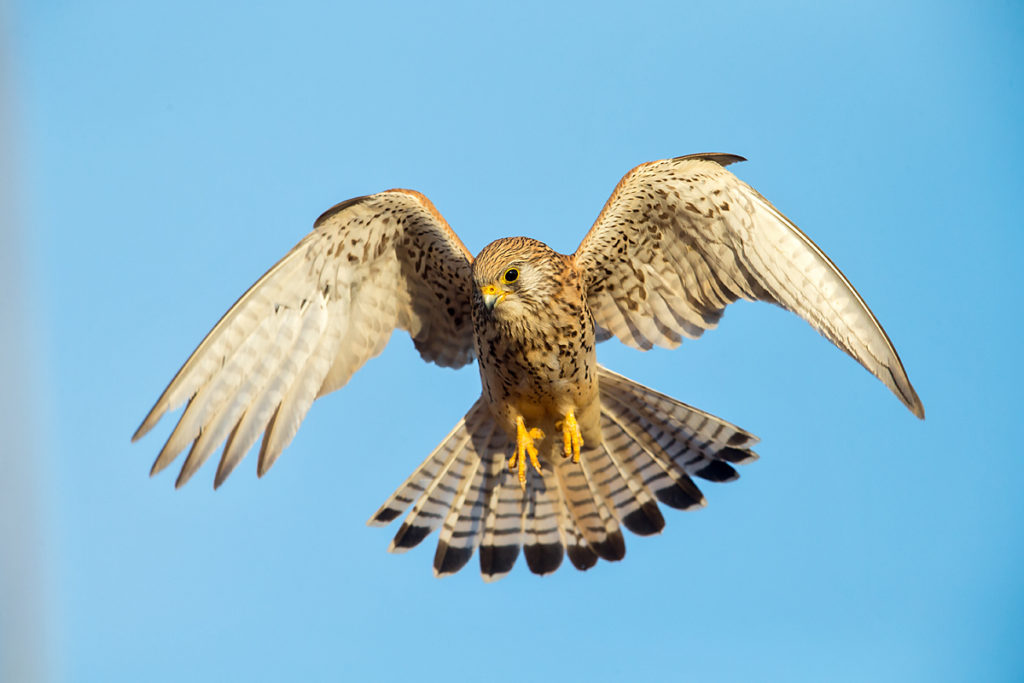 Falco naumanni; Lesser Kestrel; Rötelfalke; Spain; birds; falconiformes; female; flight; flug; greifvögel; pröhl; raptors; spanien; vögel; weibchen