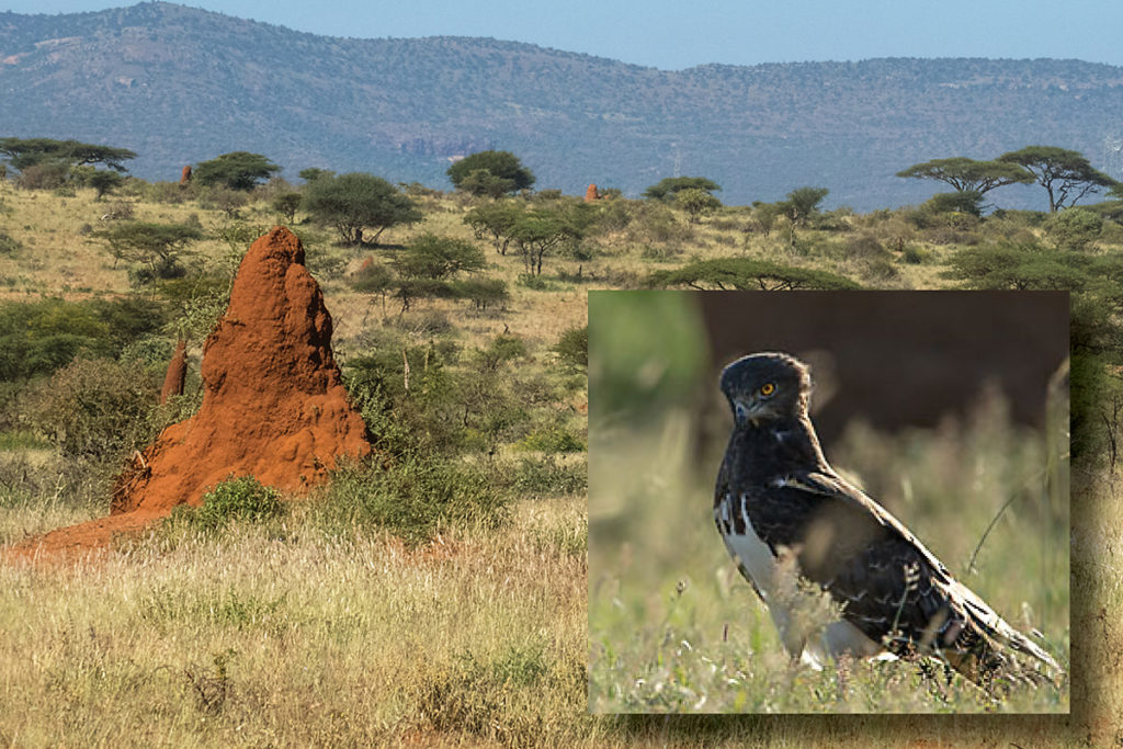 Abessinien; Accipitriformes; Aethiopien; Black-chested Snake-Eagle; Blackbreasted Snake Eagle; Circaetus pectoralis; Ethiopia; Schwarzbrust-Schlangenadler; Schwarzbrustschlangenadler; Short-toed Snake Eagle; birds; greifvögel; pröhl; raptors; vögel; Äthiopien