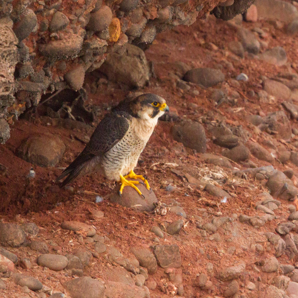 Barbary Falcon; Falco pelegrinoides; Halcon tagarote; Morocco; Wüstenfalke; birds; falconiformes; greifvögel; marokko; pröhl; raptors; vögel
