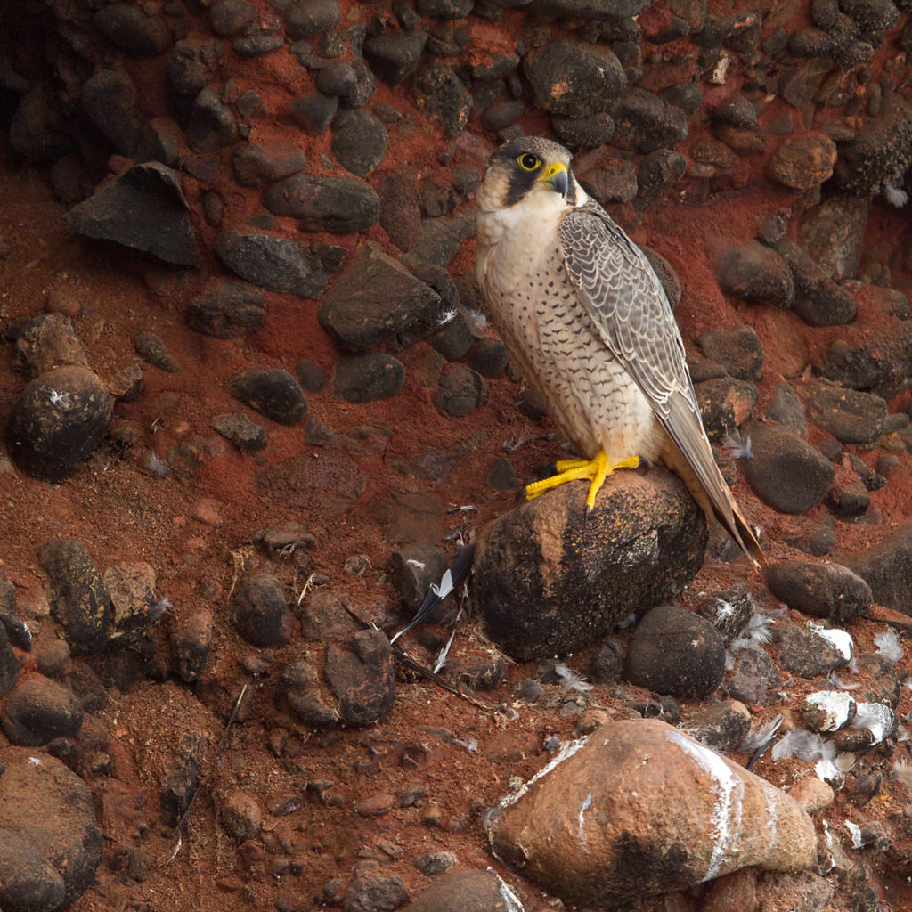 Barbary Falcon; Falco pelegrinoides; Halcon tagarote; Morocco; Wüstenfalke; birds; falconiformes; greifvögel; marokko; pröhl; raptors; vögel