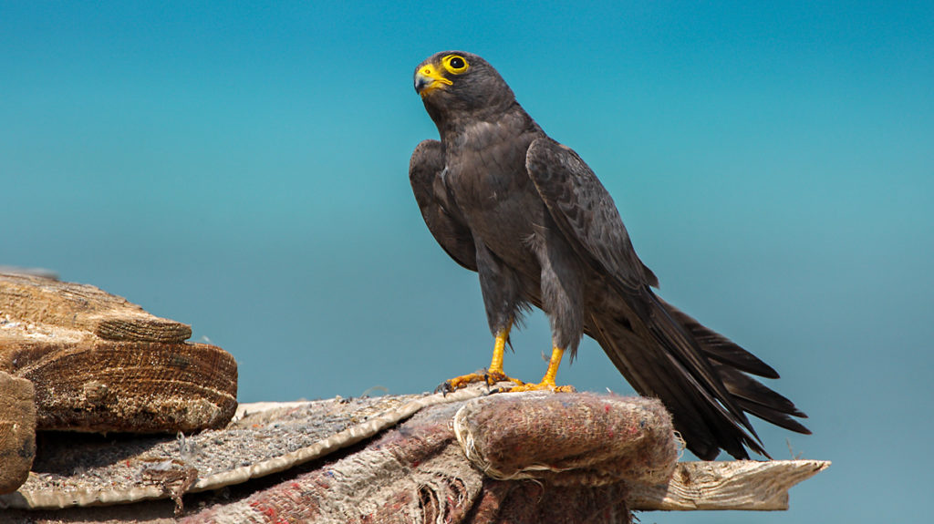 Falco concolor; Schieferfalke; Sooty Falcon; birds; falconiformes; greifvögel; pröhl; raptors; vögel; Ägypten