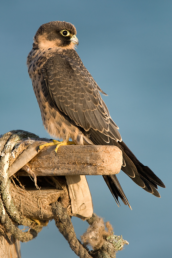 Falco concolor; Schieferfalke; Sooty Falcon; birds; falconiformes; greifvögel; juv.; pröhl; raptors; vögel; Ägypten