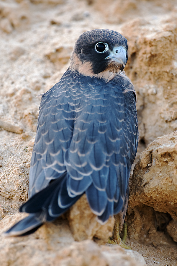Falco concolor; Schieferfalke; Sooty Falcon; birds; falconiformes; greifvögel; juv.; pröhl; raptors; vögel; Ägypten