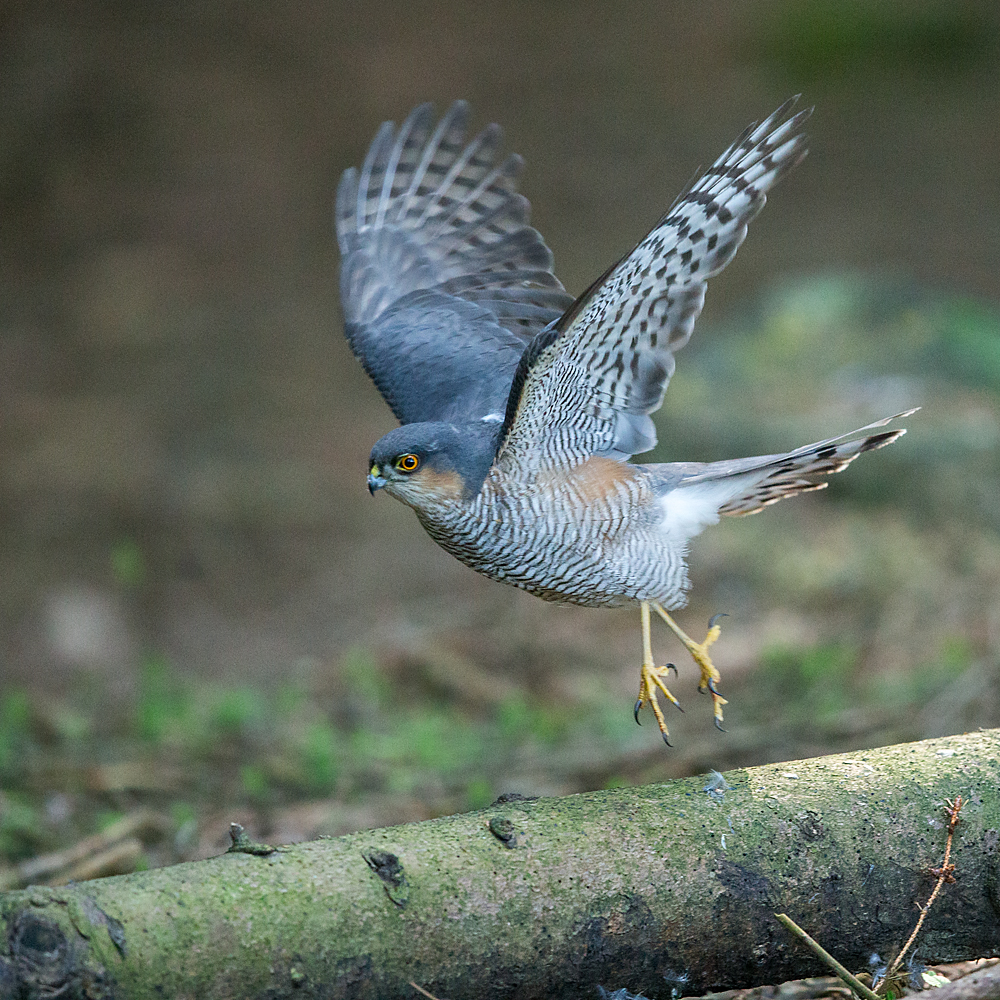 Accipiter nisus; Accipitriformes; Sparrowhawk; Sperber; beuteübergabeplatz; birds; greifvögel; male; männchen; pröhl; raptors; vögel