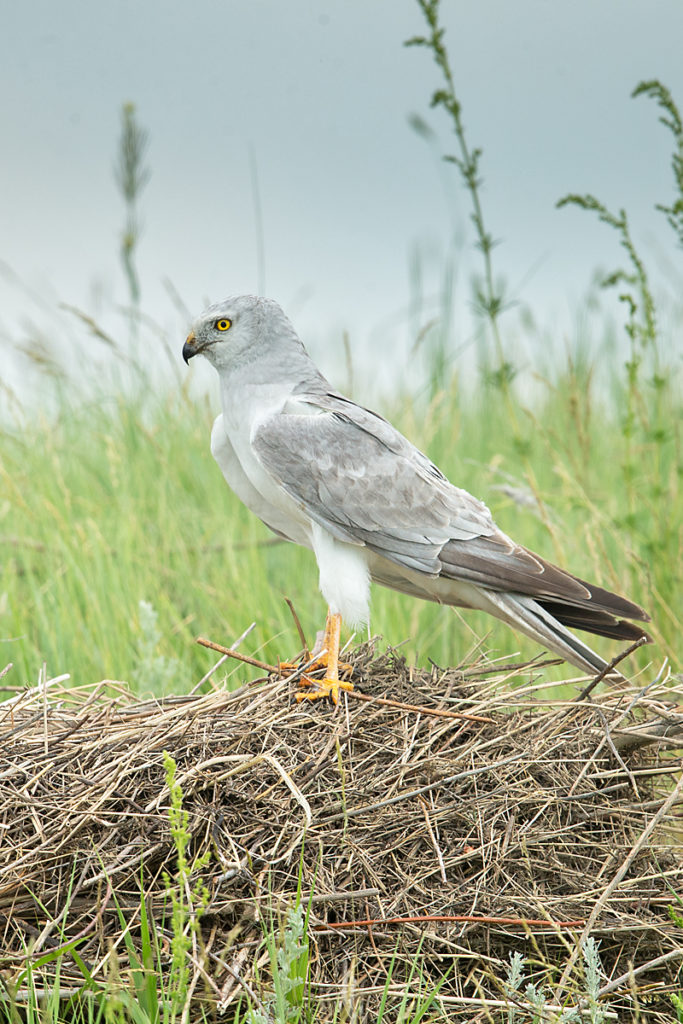 Accipitriformes; Circus macrourus; Kasachstan; Kazakhstan; Pallid Harrier; Steppenweihe; birds; greifvögel; male; männchen; pröhl; raptors; vögel