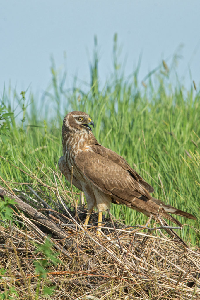 Accipitriformes; Circus macrourus; Kasachstan; Kazakhstan; Pallid Harrier; Steppenweihe; birds; female; greifvögel; pröhl; raptors; vögel; weibchen