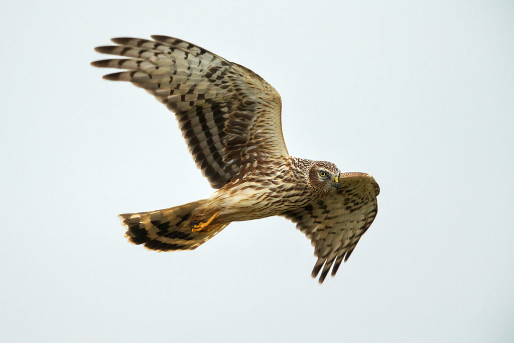 Accipitriformes; Circus cyaneus; Hen Harrier; Kornweihe; ad.; adult; birds; female; flight; flug; greifvögel; pröhl; raptors; vögel; weibchen