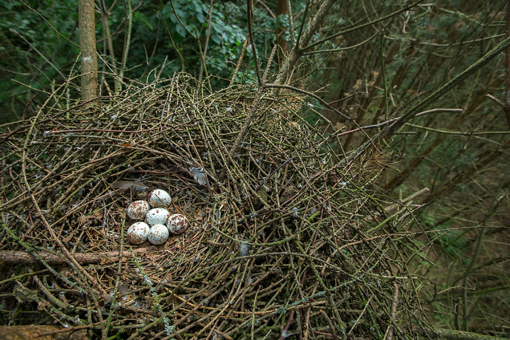 Accipiter nisus; Accipitriformes; Sparrowhawk; Sperber; birds; brut; eier; gelege; greifvögel; horst; nest; pröhl; raptors; vögel