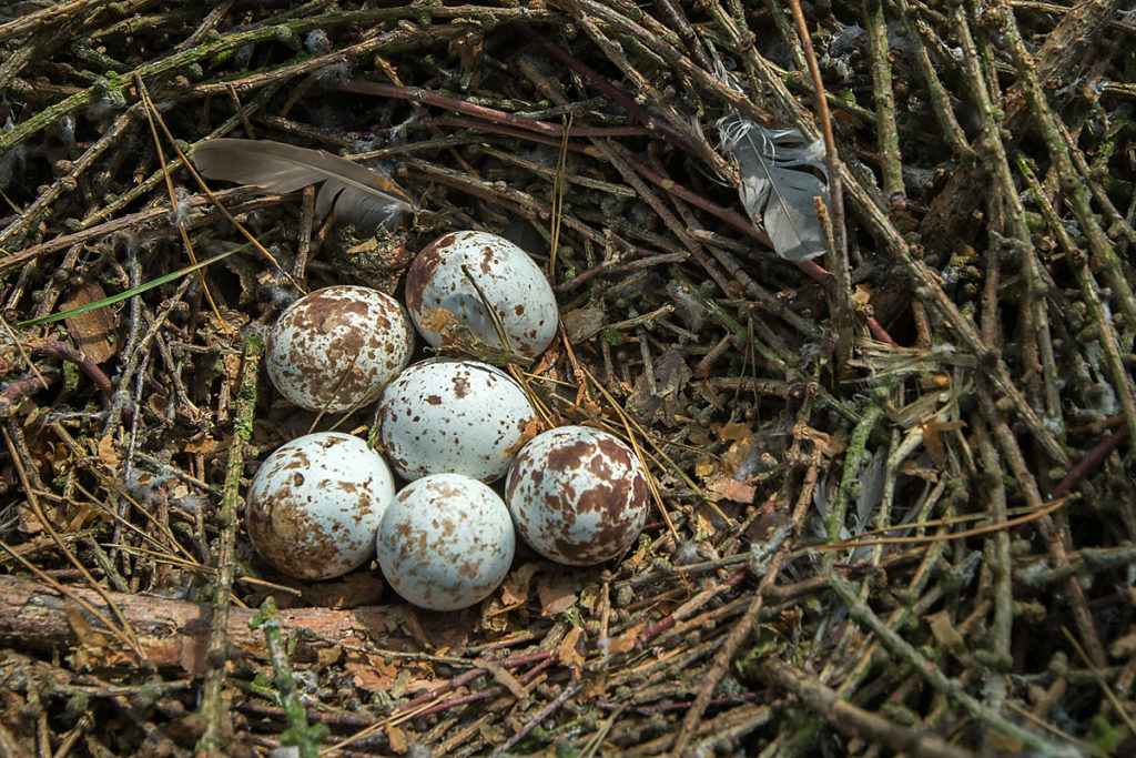 Accipiter nisus; Accipitriformes; Sparrowhawk; Sperber; birds; brut; eier; gelege; greifvögel; horst; nest; pröhl; raptors; vögel