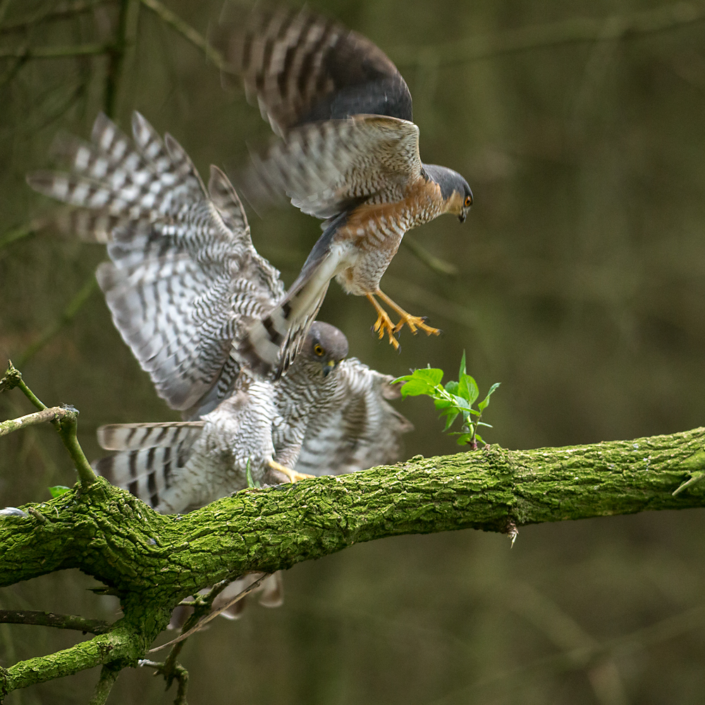 Accipiter nisus; Accipitriformes; Sparrowhawk; Sperber; ad.; adult; birds; female; greifvögel; male; männchen; paar; pröhl; raptors; vögel; weibchen