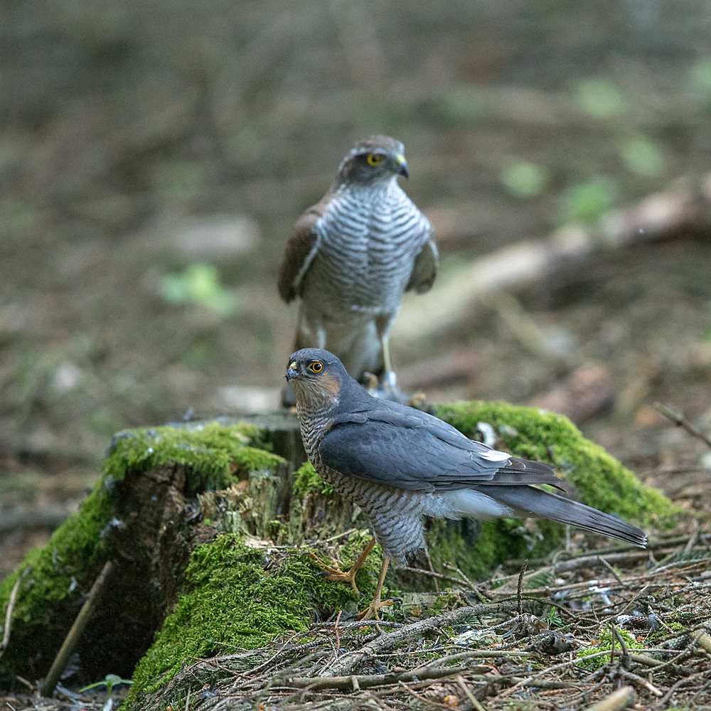 Accipiter nisus; Accipitriformes; Sparrowhawk; Sperber; beuteübergabeplatz; birds; female; greifvögel; male; männchen; paar; pröhl; raptors; vögel; weibchen