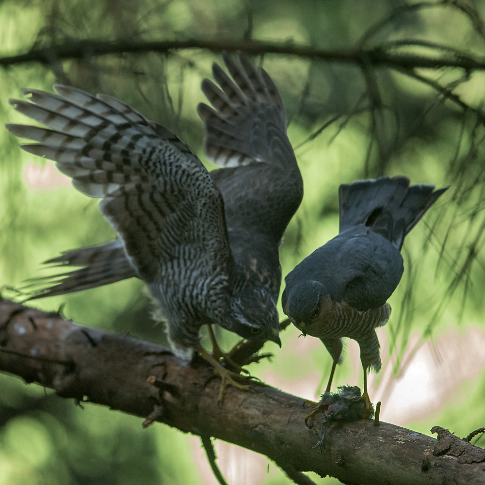 Accipiter nisus; Accipitriformes; Sparrowhawk; Sperber; beuteübergabeplatz; birds; female; greifvögel; male; männchen; paar; pröhl; raptors; vögel; weibchen