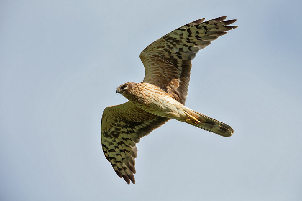 Accipitriformes; Circus macrourus; Kasachstan; Kazakhstan; Pallid Harrier; Steppenweihe; birds; female; flight; flug; greifvögel; pröhl; raptors; vögel; weibchen