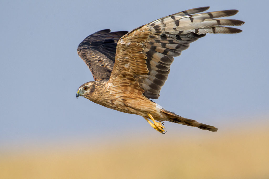 Circus pygargus; Montagu`s Harrier; Spain; Wiesenweihe; birds; falconiformes; female; flight; flug; greifvögel; immat.; pröhl; raptors; spanien; vögel; weibchen