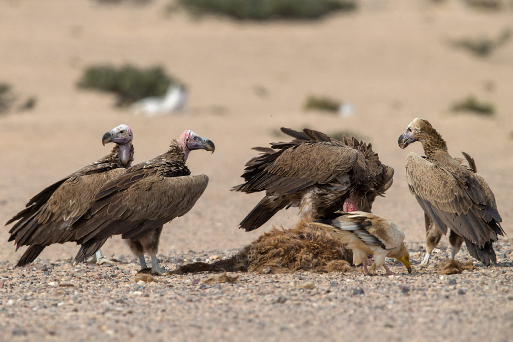 Accipitriformes; Aegypius tracheliotus; Aegypten; Egypt; Gebel Elba; Lappet-faced Vulture; Nubian Vulture; Ohrengeier; Torgos tracheliotus; Torgos tracheliotus nubicus; birds; geier; greifvögel; pröhl; raptors; vulture; vögel; Ägypten