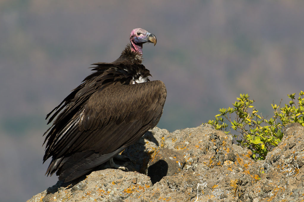 Abessinien; Aegypius tracheliotus; Aethiopien; Ethiopia; Lappet-faced Vulture; Nubian Vulture; Ohrengeier; Torgos tracheliotus; birds; falconiformes; geier; greifvögel; pröhl; raptors; vulture; vögel; Äthiopien