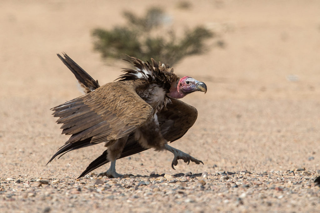 Accipitriformes; Aegypius tracheliotus; Aegypten; Egypt; Gebel Elba; Lappet-faced Vulture; Nubian Vulture; Ohrengeier; Torgos tracheliotus; Torgos tracheliotus nubicus; birds; geier; greifvögel; pröhl; raptors; vulture; vögel; Ägypten