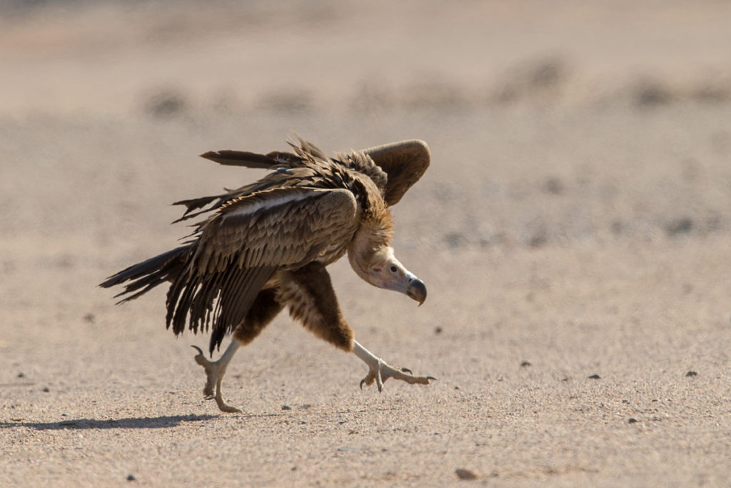 Accipitriformes; Aegypius tracheliotus; Aegypten; Egypt; Gebel Elba; Lappet-faced Vulture; Nubian Vulture; Ohrengeier; Torgos tracheliotus; Torgos tracheliotus nubicus; birds; geier; greifvögel; pröhl; raptors; vulture; vögel; Ägypten