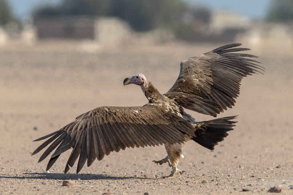 Accipitriformes; Aegypius tracheliotus; Aegypten; Egypt; Gebel Elba; Lappet-faced Vulture; Nubian Vulture; Ohrengeier; Torgos tracheliotus; Torgos tracheliotus nubicus; birds; geier; greifvögel; pröhl; raptors; vulture; vögel; Ägypten