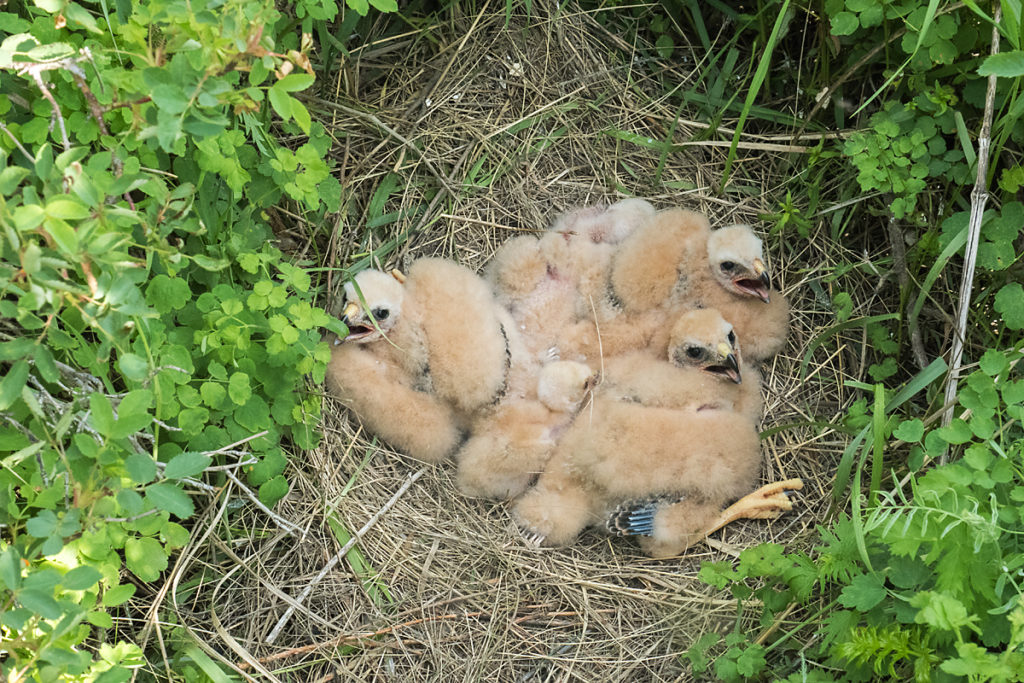 Accipitriformes; Circus macrourus; Kasachstan; Kazakhstan; Pallid Harrier; Steppenweihe; birds; breed; brut; greifvögel; juv.; juvenil; nest; pröhl; raptors; vögel