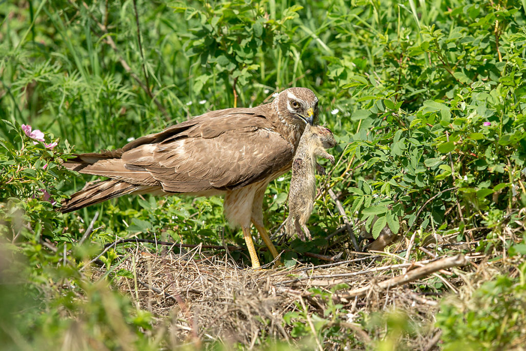 Accipitriformes; Circus macrourus; Gelbziesel; Kasachstan; Kazakhstan; Nagetiere; Pallid Harrier; Rodentia; Spermophilus fulvus; Steppenweihe; Yellow Ground Squirrel; beute; birds; female; greifvögel; jagd; mammals; pröhl; raptors; rodents; säugetiere; vögel; weibchen