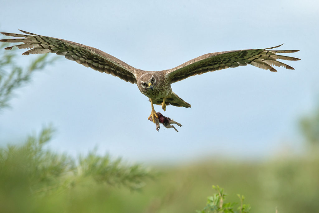 Accipitriformes; Circus macrourus; Gelbziesel; Kasachstan; Kazakhstan; Nagetiere; Pallid Harrier; Rodentia; Spermophilus fulvus; Steppenweihe; Yellow Ground Squirrel; beute; birds; female; flight; flug; greifvögel; jagd; mammals; pröhl; raptors; rodents; säugetiere; vögel; weibchen