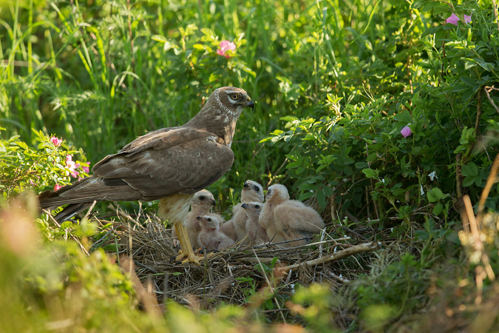 Accipitriformes; Circus macrourus; Kasachstan; Kazakhstan; Pallid Harrier; Steppenweihe; birds; breed; brut; female; greifvögel; nest; pröhl; raptors; vögel; weibchen