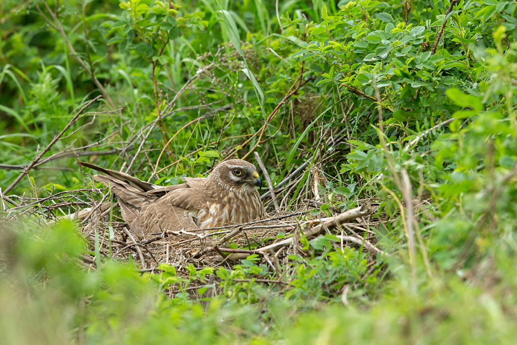 Accipitriformes; Circus macrourus; Kasachstan; Kazakhstan; Pallid Harrier; Steppenweihe; birds; breed; brut; female; greifvögel; nest; pröhl; raptors; vögel; weibchen