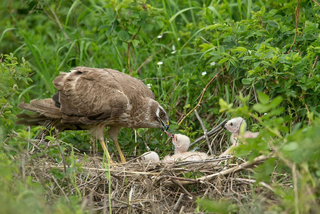 Accipitriformes; Circus macrourus; Kasachstan; Kazakhstan; Pallid Harrier; Steppenweihe; birds; breed; brut; female; greifvögel; nest; pröhl; raptors; vögel; weibchen