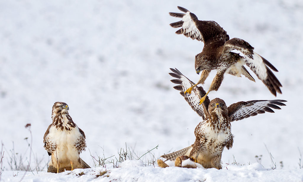 Buteo buteo; Buzzard; Mäusebussard; battle; birds; falconiformes; fight; flight; flug; greifvögel; kampf; pröhl; raptors; schnee; snow; streit; vögel; winter