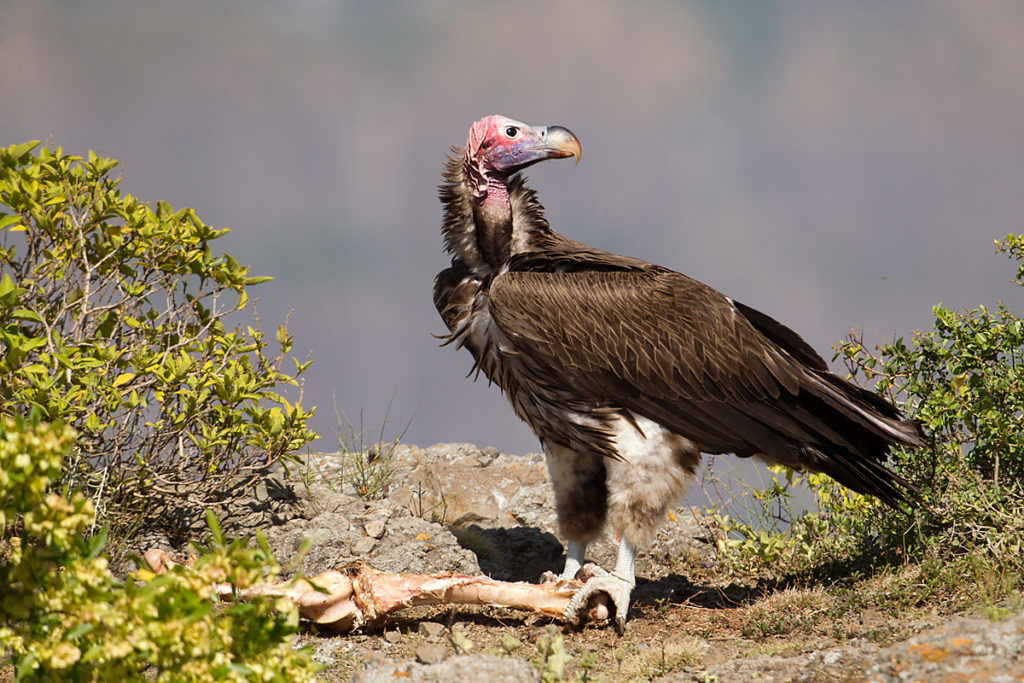 Abessinien; Aegypius tracheliotus; Aethiopien; Ethiopia; Lappet-faced Vulture; Nubian Vulture; Ohrengeier; Torgos tracheliotus; birds; falconiformes; geier; greifvögel; pröhl; raptors; vulture; vögel; Äthiopien