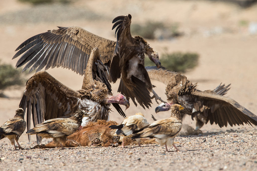 Accipitriformes; Aegypius tracheliotus; Aegypten; Egypt; Egyptian Vulture; Gebel Elba; Lappet-faced Vulture; Neophron percnopterus; Nubian Vulture; Ohrengeier; Schmutzgeier; Torgos tracheliotus; Torgos tracheliotus nubicus; birds; geier; greifvögel; pröhl; raptors; vulture; vögel; Ägypten