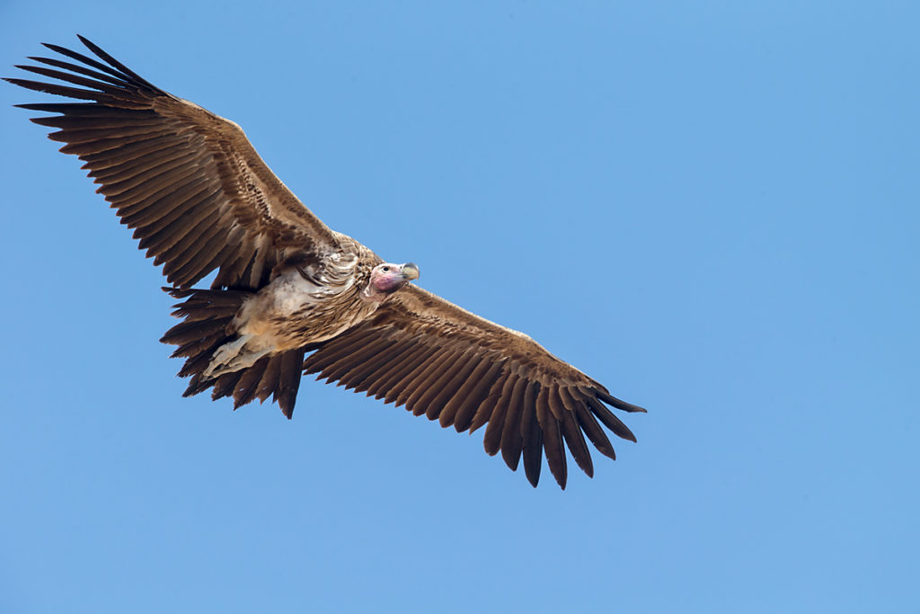 Accipitriformes; Aegypius tracheliotus; Aegypten; Egypt; Gebel Elba; Lappet-faced Vulture; Nubian Vulture; Ohrengeier; Torgos tracheliotus; Torgos tracheliotus nubicus; birds; flight; flug; geier; greifvögel; pröhl; raptors; vulture; vögel; Ägypten