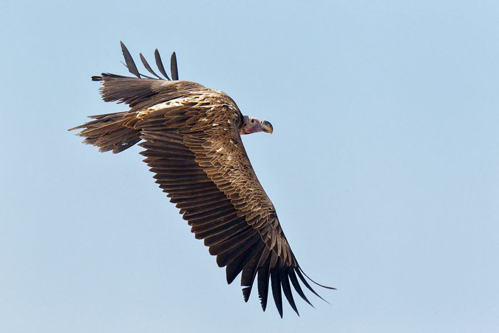 Accipitriformes; Aegypius tracheliotus; Aegypten; Egypt; Gebel Elba; Lappet-faced Vulture; Nubian Vulture; Ohrengeier; Torgos tracheliotus; Torgos tracheliotus nubicus; birds; flight; flug; geier; greifvögel; pröhl; raptors; vulture; vögel; Ägypten