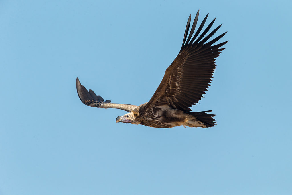 Accipitriformes; Aegypius tracheliotus; Aegypten; Egypt; Gebel Elba; Lappet-faced Vulture; Nubian Vulture; Ohrengeier; Torgos tracheliotus; Torgos tracheliotus nubicus; birds; flight; flug; geier; greifvögel; pröhl; raptors; vulture; vögel; Ägypten