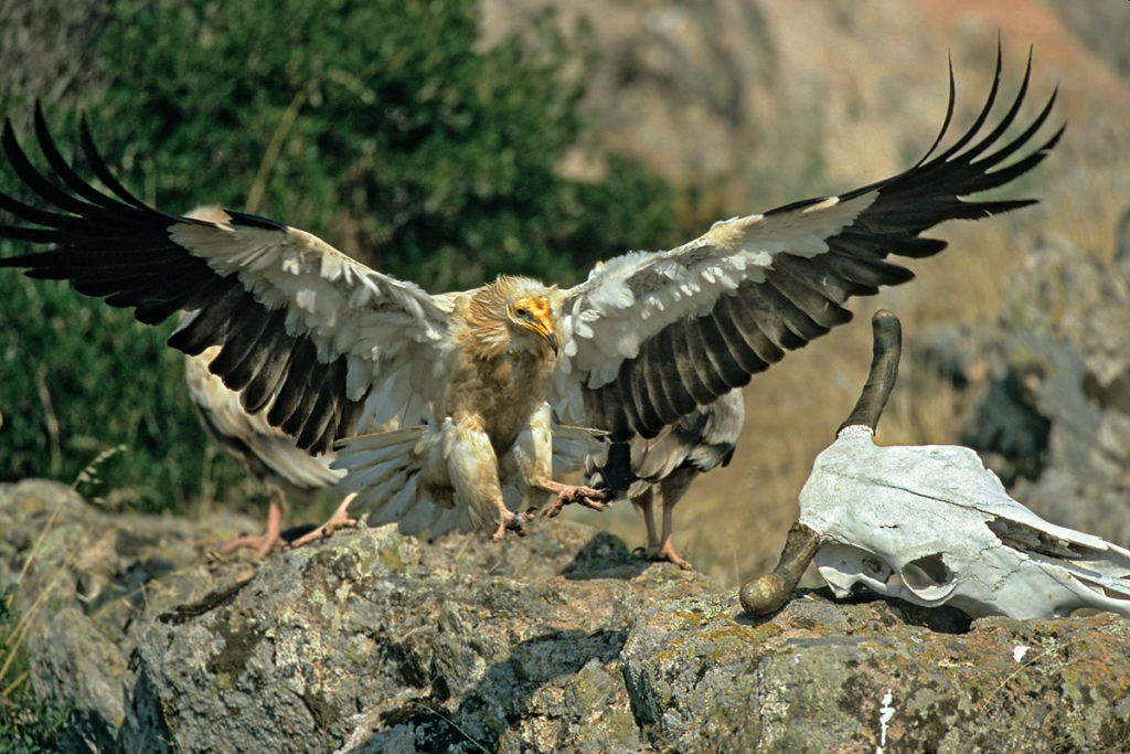 Neophron percnopterus; Schmutzgeier; bulgarien; greifvögel; pröhl