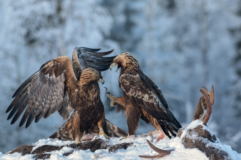 Alces alces; Aquila chrysaetos; Artiodactyla; Elch; Even-toed ungulate; Finnland; Golden Eagle; Moose; Paarhufer; Steinadler; ad.; adler; battle; birds; dead; eagle; falconiformes; greifvögel; luder; mammals; pröhl; raptors; schnee; snow; streit; säugetiere; tot; vögel; winter