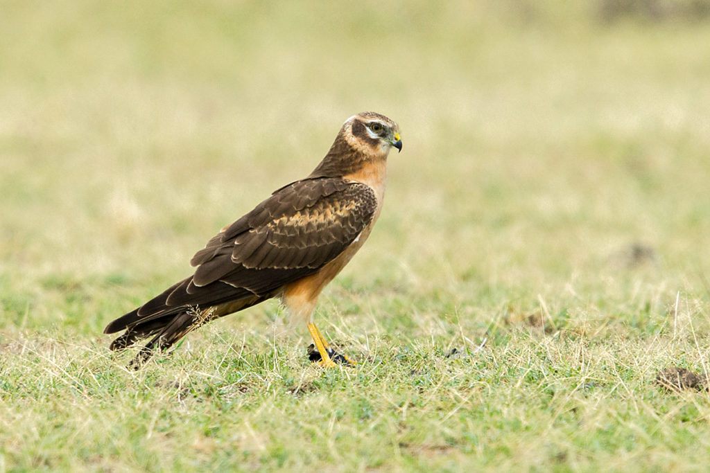 Abessinien; Accipitriformes; Aethiopien; Circus macrourus; Ethiopia; Pallid Harrier; Steppenweihe; birds; greifvögel; juv.; juvenil; pröhl; raptors; vögel; Äthiopien