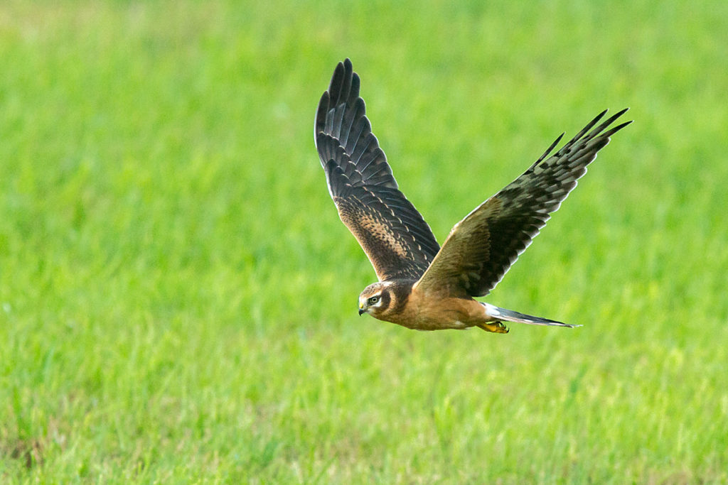 Accipitriformes; Circus macrourus; Pallid Harrier; Steppenweihe; birds; flight; flug; greifvögel; juv.; juvenil; pröhl; raptors; vögel