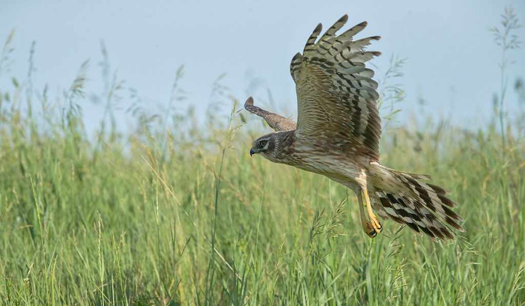 Accipitriformes; Circus macrourus; Kasachstan; Kazakhstan; Pallid Harrier; Steppenweihe; birds; female; flight; flug; greifvögel; pröhl; raptors; vögel; weibchen